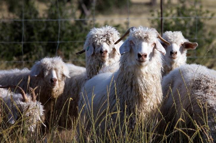 Group of Sheep